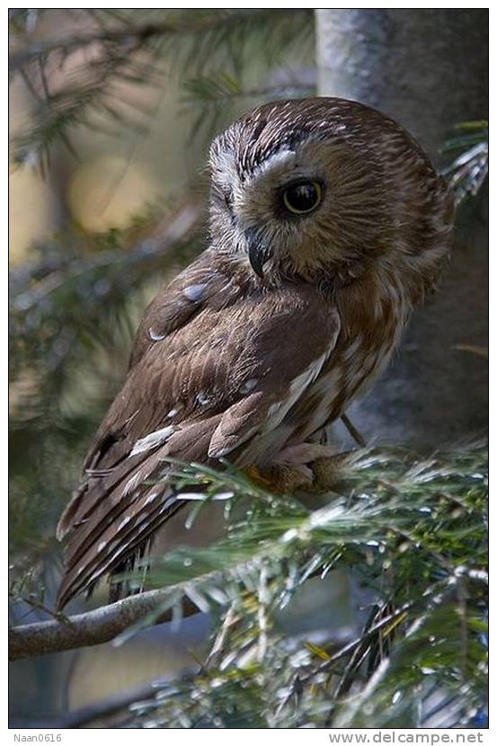 Owl Bird   ,   Postal Stationery -Articles Postaux -Postsache F (Y03-93) - Owls