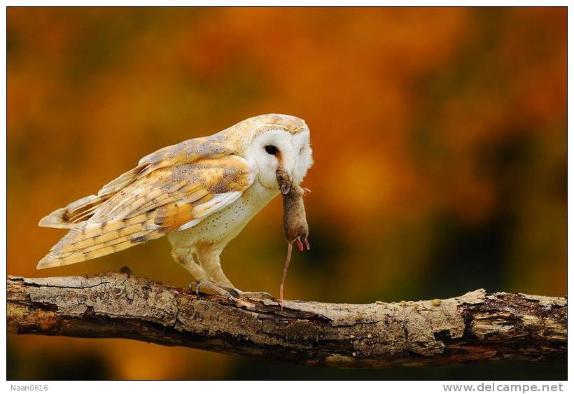 Owl Bird   ,   Postal Stationery -Articles Postaux -Postsache F (Y03-99) - Owls