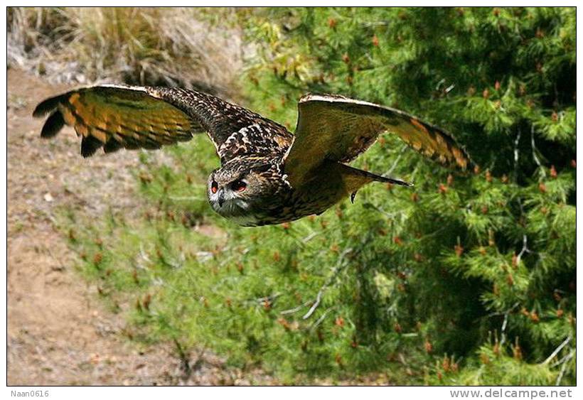Owl Bird   ,   Postal Stationery -Articles Postaux -Postsache F (Y04-04) - Owls