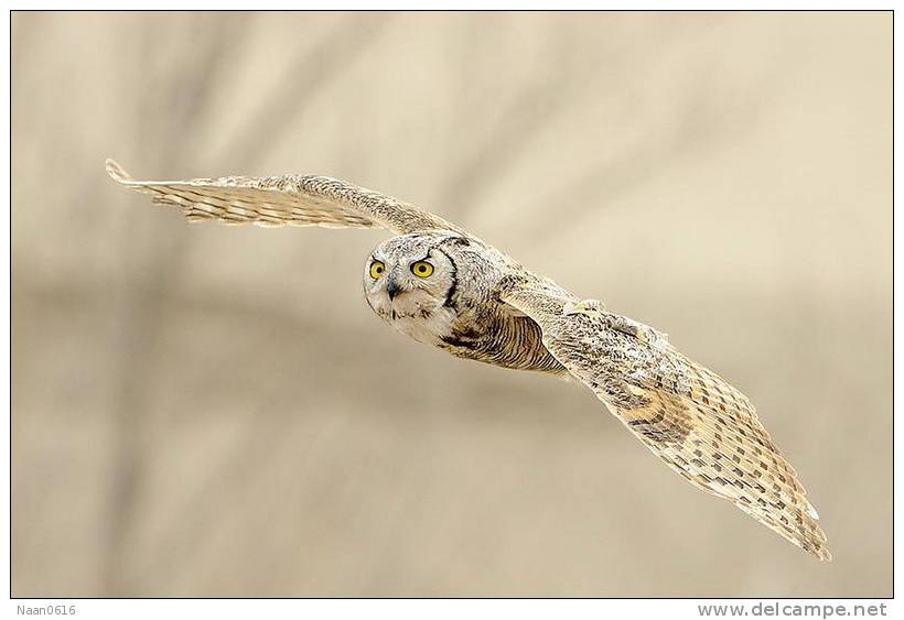 Owl Bird   ,   Postal Stationery -Articles Postaux -Postsache F (Y04-09) - Owls
