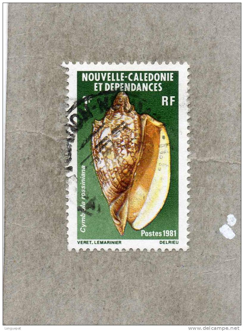 NOUVELLE-CALEDONIE  : Coquillages - Cymbiola Rossiniana   (mollusque Gastéropode) - Coneshells