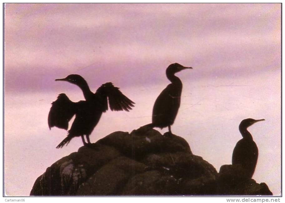 Animaux - Cormorans Huppés - Ours