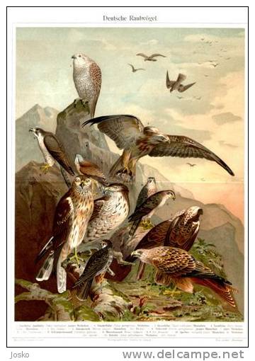 BIRDS OF PRAY ( Old Original Lithography From 1904. ) Eagle Aigle Adler Aguila Aquila Rapaces Falcon Faucon Buzzard Hawk - Lithographien