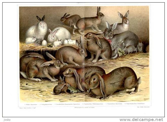 RABBITS ( Old Original Lithography From 1904. ) Rabbit Lapin Conejo Kaninchen Coniglio Coelho Konijn Lapins - Lithographies