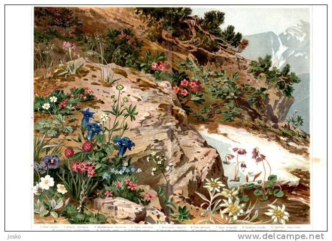 ALPINE PLANTS ( Old Original Lithography From 1904. ) Plantes Alpines Alpenpflanzen Alpine Plantas Piante Alpine Plant - Lithographies