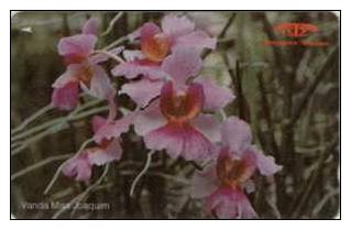 # SINGAPORE 11SIGA Orchis Series - Vanda Miss Jaoquim 10 Landis&gyr-fleurs,flowers -  Tres Bon Etat - Singapore