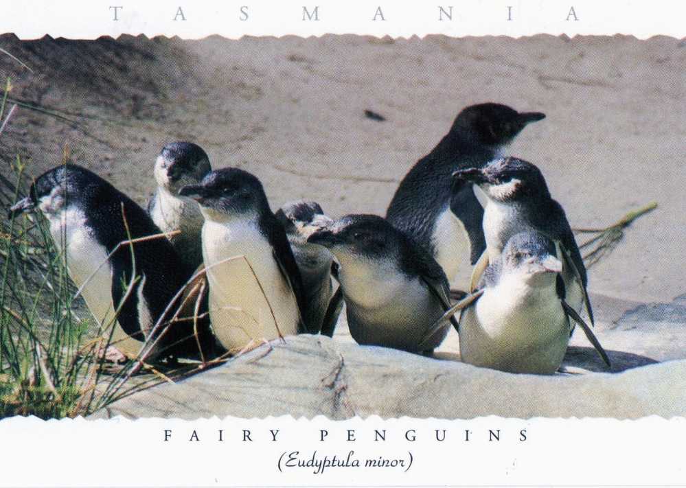 Australia Tasmania Fairy Penguins, Smallest Of All Penguins Unused - Altri & Non Classificati