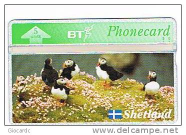 SHETLAND - PUFFINS - NUOVA - Pinguins