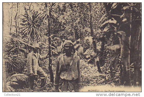 COMORES ... MOHELI ... LA FORET TROPICALE - Comores