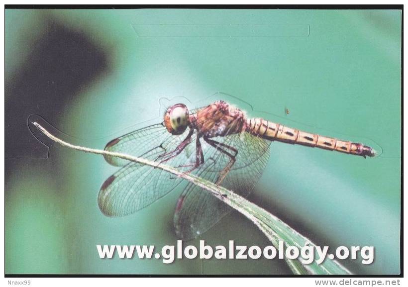 Insect - Insecte - Female Red Grasshawk Dragonfly (Neurothemis Fluctuans), ISZS Pop Up Postcard - Insects