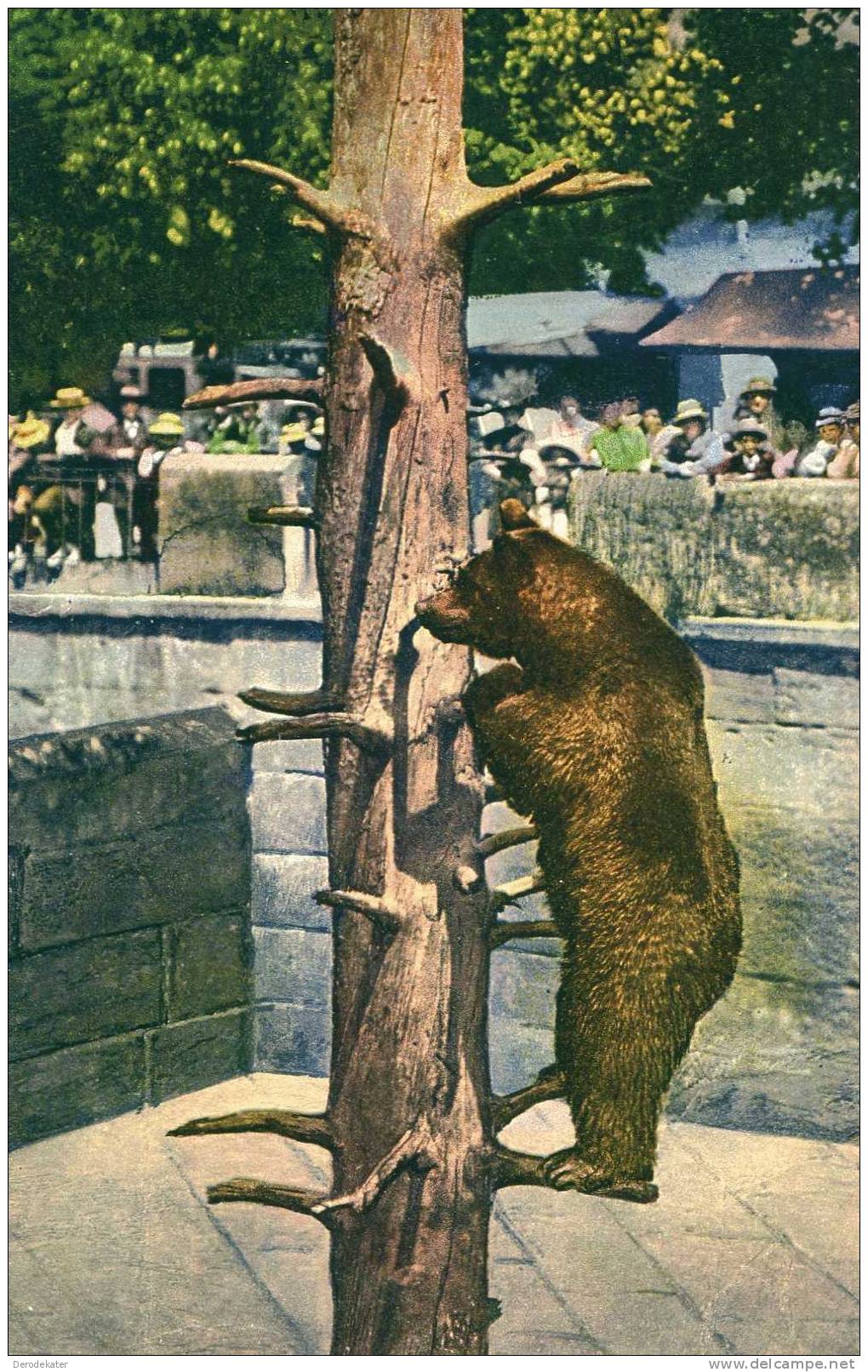 ZOO Bern Barengraben. C 781. Photoglob. PZ. Ours Bear Beer Tiergarten. - Ours