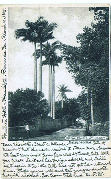 PAGET  Royal Palms  Circulated 1905 - Bermuda