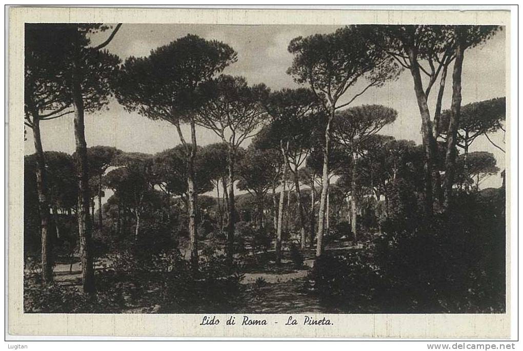 Cartolina - LIDO DI ROMA - LA PINETA - LITORALE LAZIALE - ROMA - LAZIO - Mehransichten, Panoramakarten