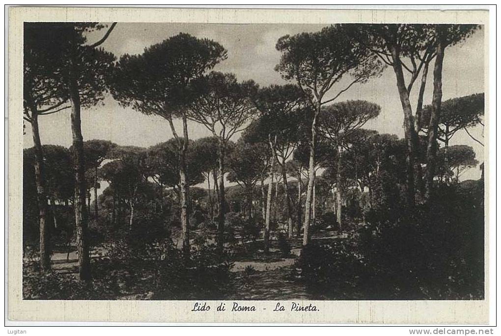 Cartolina - LIDO DI ROMA - LA PINETA - LITORALE LAZIALE - ROMA - LAZIO - Tarjetas Panorámicas