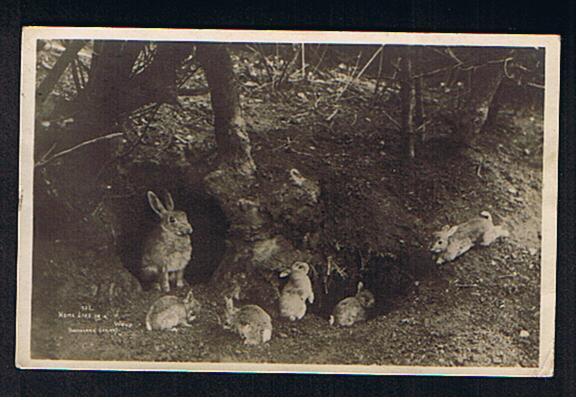 RB 648 -  1914 Real Photo Postcard Rabbits "Home Life In A Wood" Beatrix Potter Country - Cumbria Lake District - Other & Unclassified