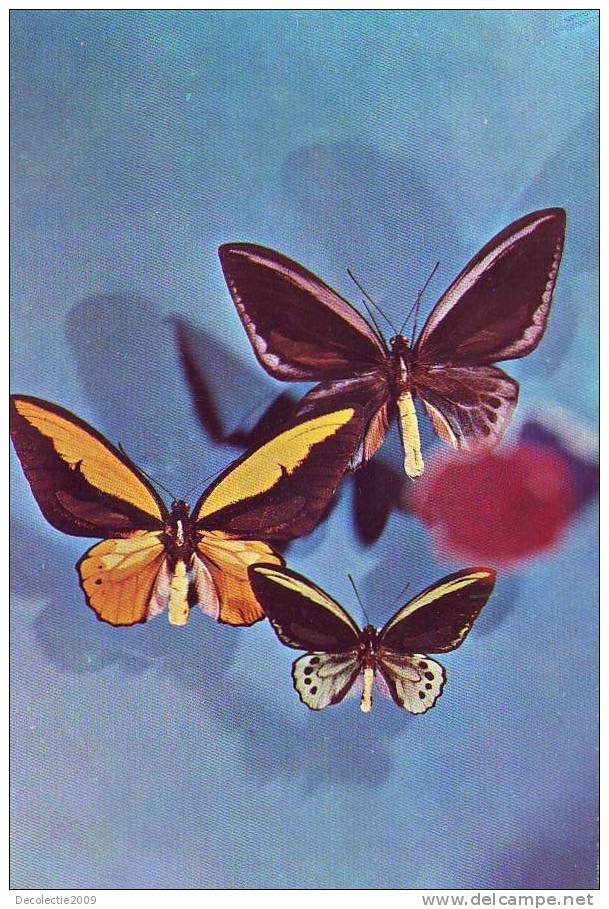 Tzs4621 Papillons De Malaesie Butterflies Not Used Perfect Shape - Mariposas