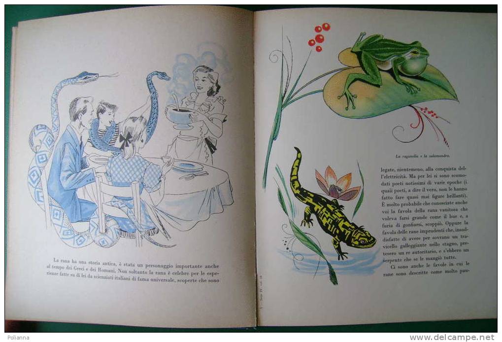 PDK/10 La Scala D'Oro - IL LIBRO DEGLI ANIMALI : RETTILI - ANFIBI - INSETTI/illustrato Da Carlo Galleni  UTET 1958 - Old