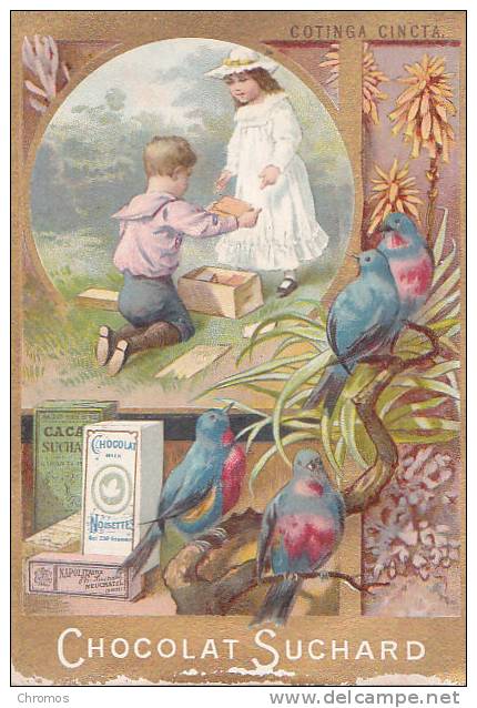 Chromo Suchard, Image Serie 37 / 1, Oiseaux Tropicales - Suchard