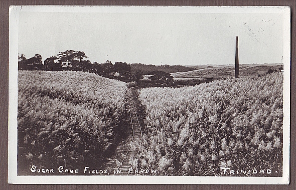 TRINIDAD  Arrow Sugar Cane Field & Railway RP Tr18 - Trinidad