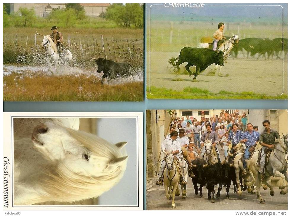 LA  CAMARGUE  Et Les  CHEVAUX ---    (Lot De 4 CP, à Voir!) -- R 2201 - Languedoc-Roussillon