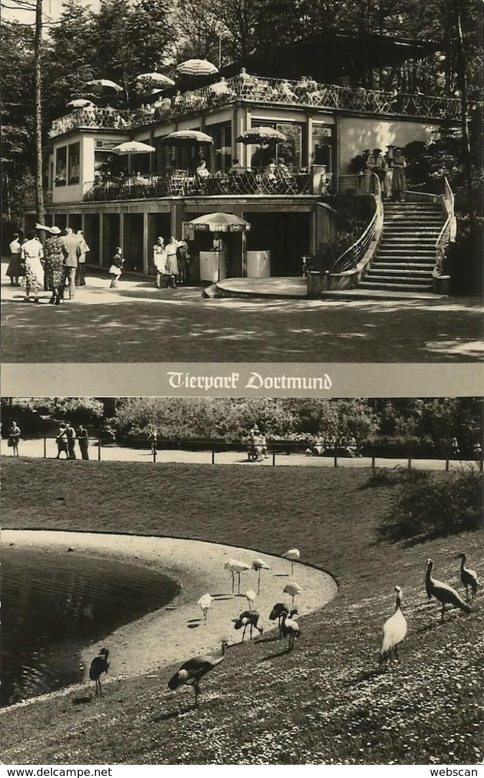 AK Dortmund Tierpark Café Vögel ~1960 #17 - Dortmund