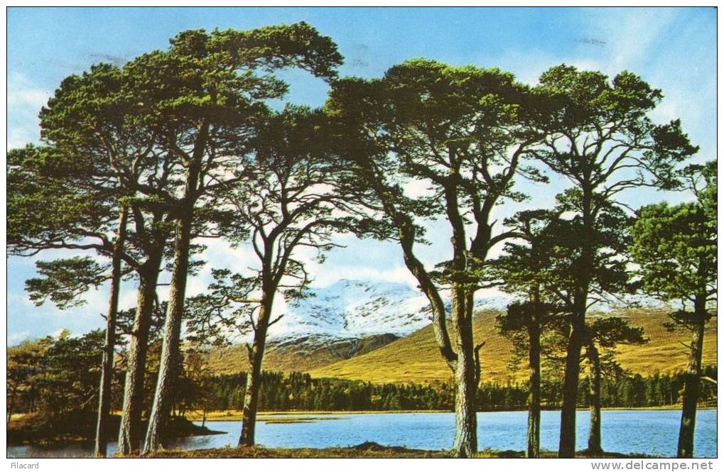 10851   Regno  Unito  Scozia  VGSB  1969 - Argyllshire