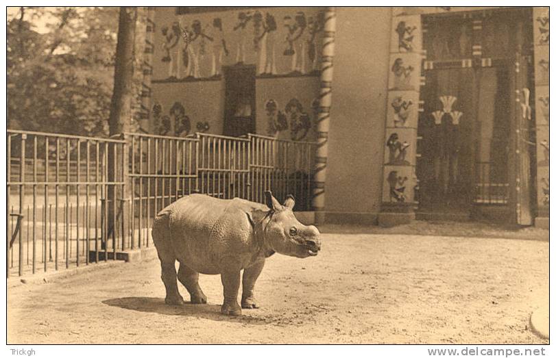 Antwerpen Dierentuin / Jardin Zoologique Indische Neushoorn Rhinocéros De L´Inde - Neushoorn