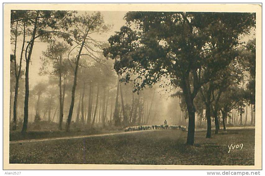 40 - VIELLE-SAINT-GIRONS - Pins Et Chênes-lièges Bordant La Route (Ed. Yvon, N° 1) - Castets