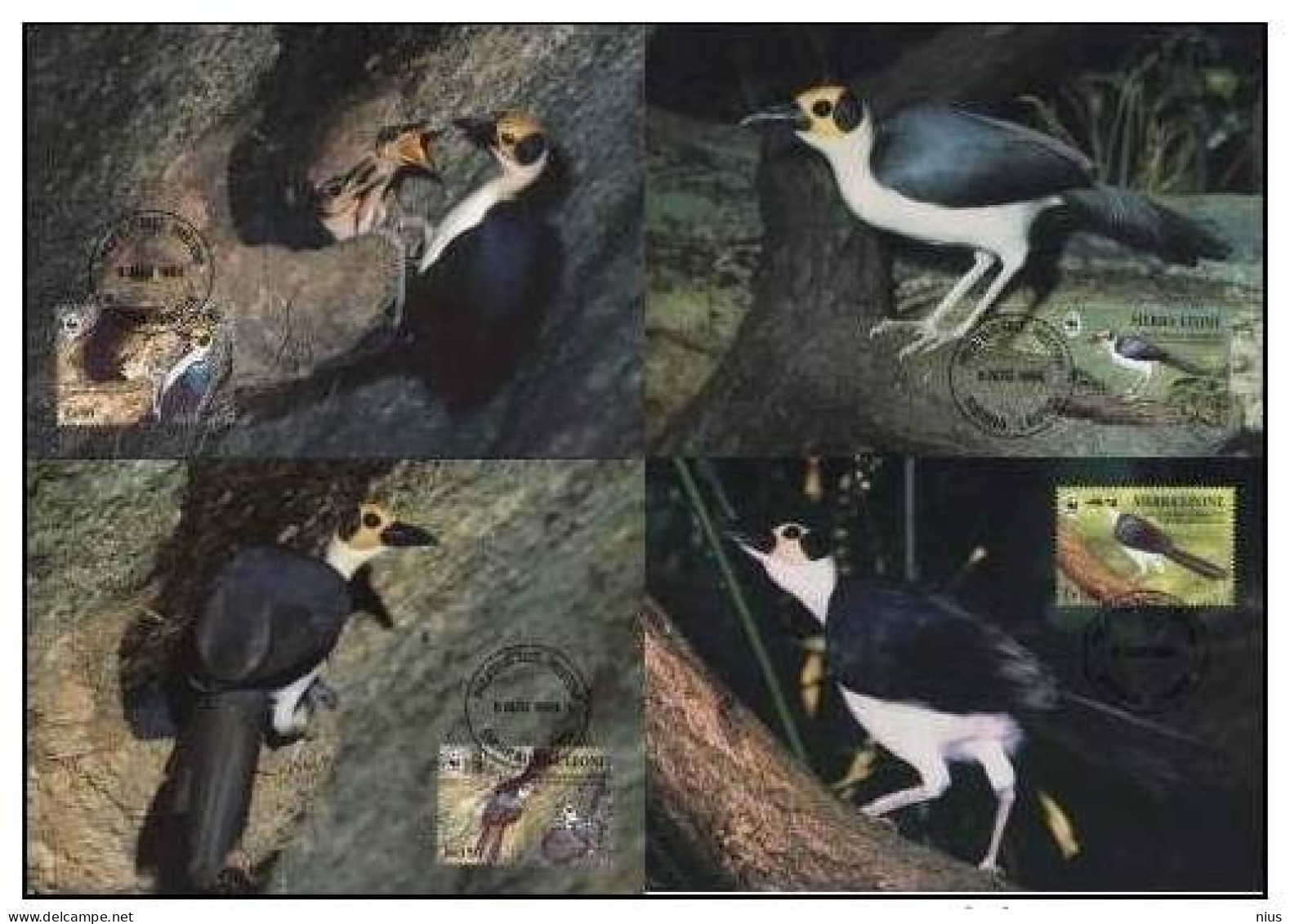 Sierra Leone 1994 WWF W. W. F. Birds MC Set Fauna Bird White-necked Picathartes Maximum Cards - Cartes-maximum