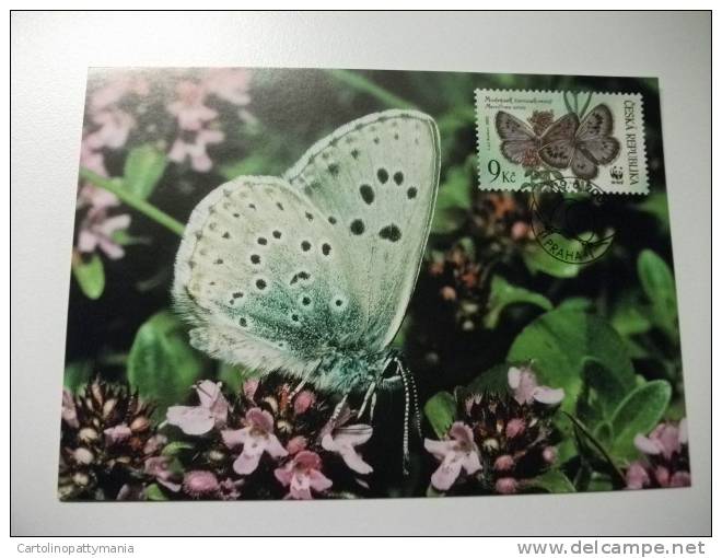 Annullo Speciale Maximum Butterfly Farfalla  Wwf Repubblica Ceca Maculinea Arion - Butterflies