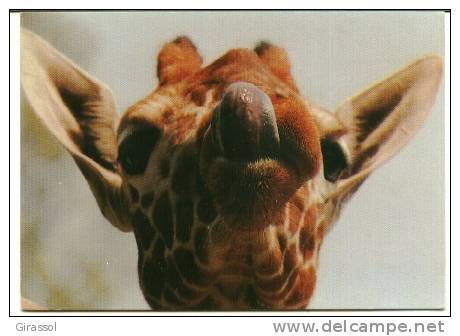 CPM GIRAFE Tirant La Langue Aernoud Bourdrez 1988 - Girafes
