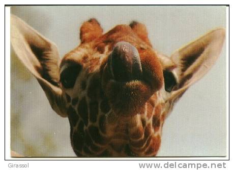 CPM GIRAFE Tirant La Langue Aernoud Bourdrez 1988 - Giraffe