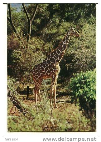 CPM GIRAFE Dans La Nature Savane? - Giraffen