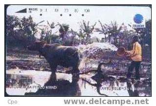 # INDONESIA S212 Kerbau Water Buffalo 100 Tamura 11.93  -animal- Tres Bon Etat - Indonésie