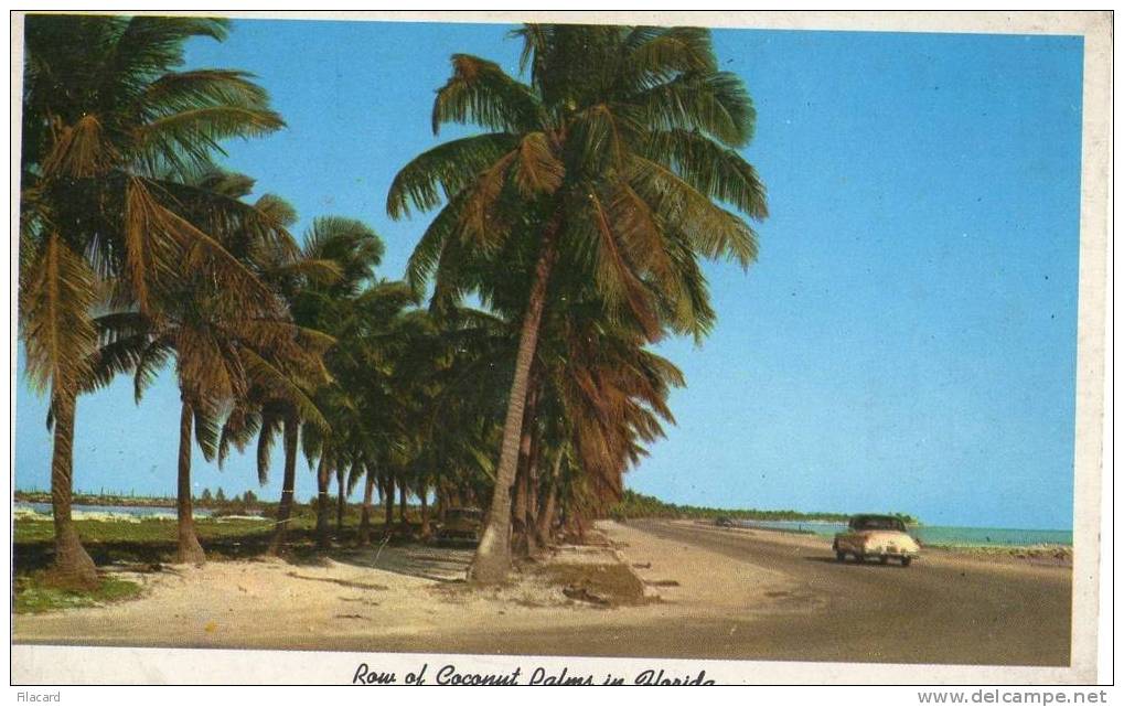 10974   Stati  Uniti  Key  West  Row Of Coconut Palms  In  Florida  NV  (scritta) - Key West & The Keys