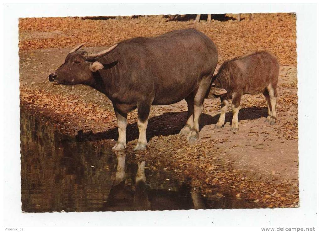 BUFFALO - Indian Buffalo, Buffle Des Indes - Taureaux