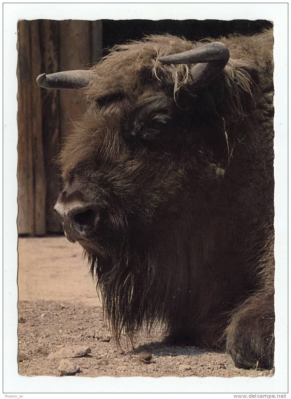 BUFFALO / WISENT - European Buffalo - Tauri