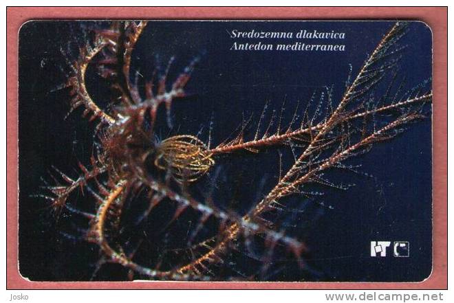 SREDOZEMNA DLAKAVICA - Antedon Mediterranea ( Croatia Rare Card  - I Serie Undersea ) Underwater Sea & Marine Life Fish - Kroatien