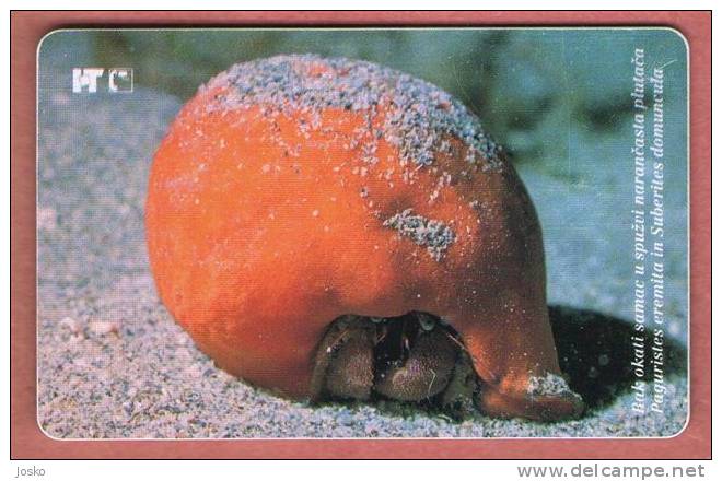 RAK OKATI SAMAC - PAGURISTES EREMITA ( Croatia Rare Card  - I Serie ) Crab Crabe Krabbe Cangrejo Granchio Fish Poisson - Kroatien