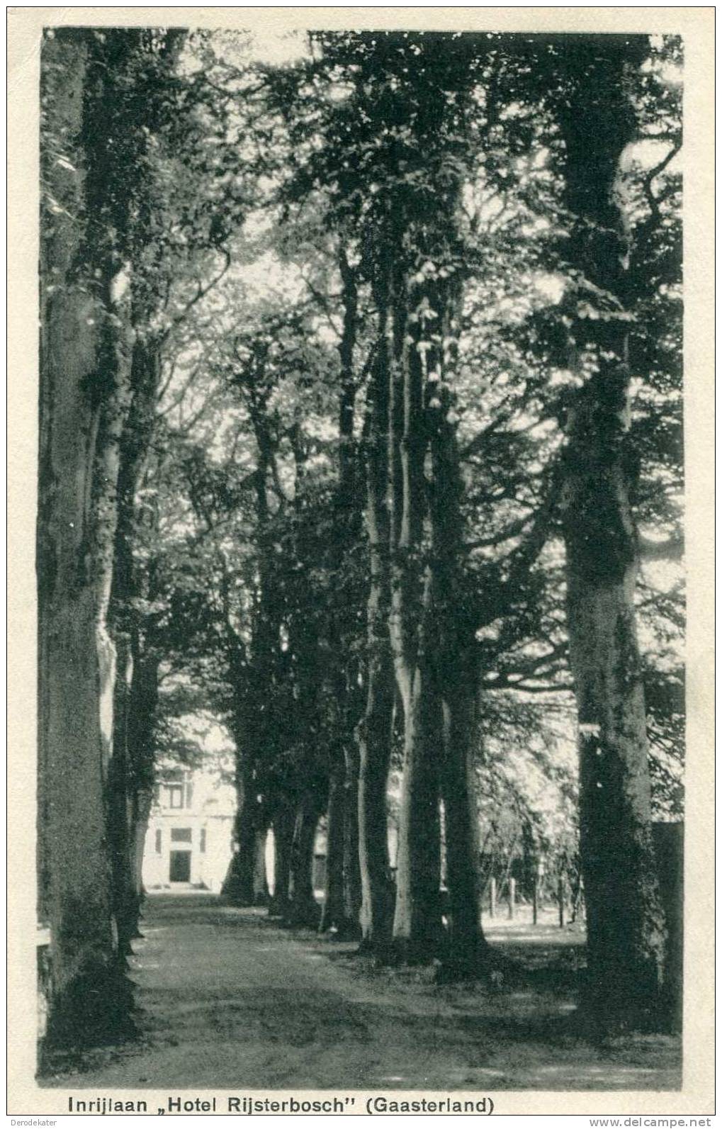 Inrijlaan Hotel Rijsterbosch Gaasterland. Uitg. Hotel Jans Te Rijs. Foto M.M.B. 1913. Onbeschreven. - Other & Unclassified