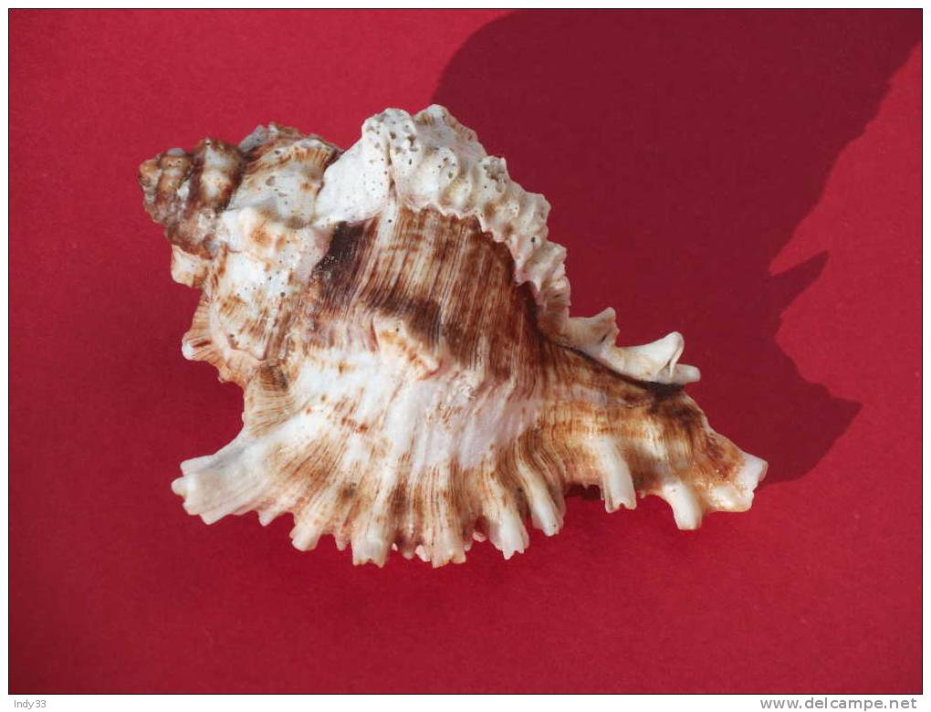 - MUREX . ENV. 11CM - Seashells & Snail-shells