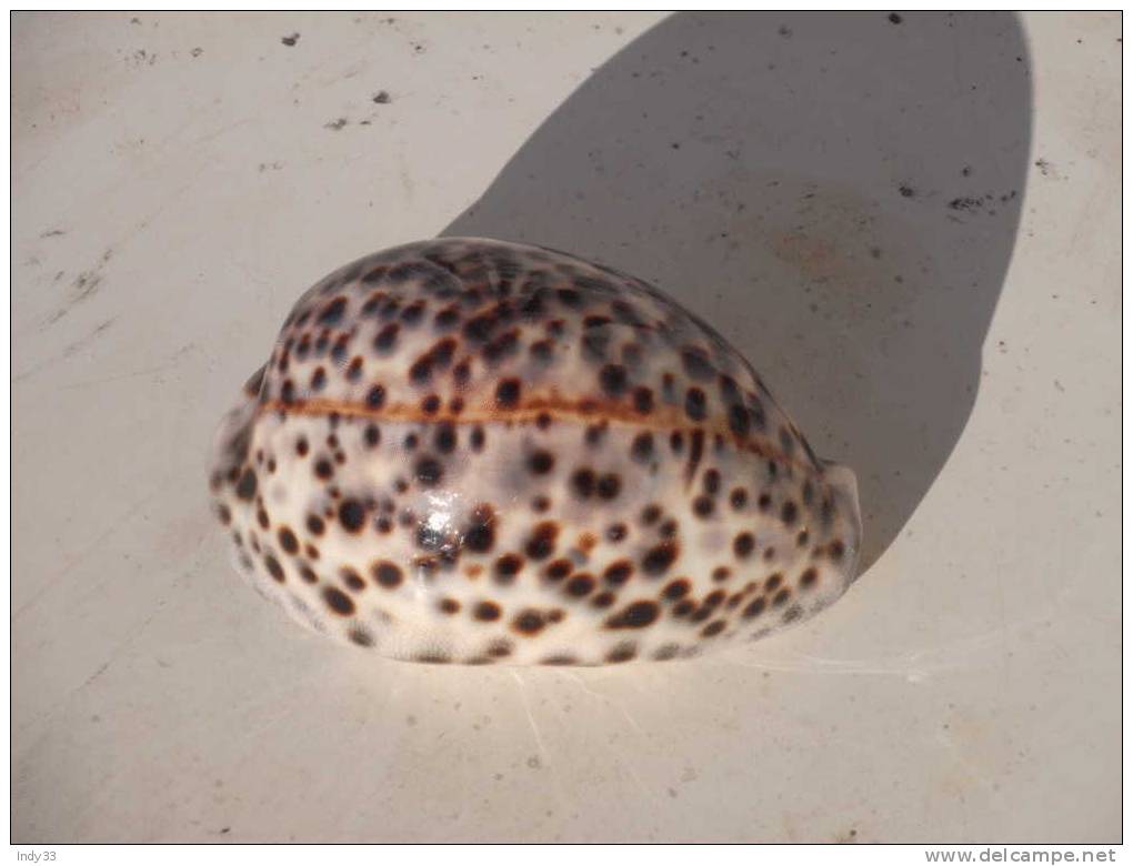 - CYPRAEA . ENV. 8,2CM . FELURE - Seashells & Snail-shells