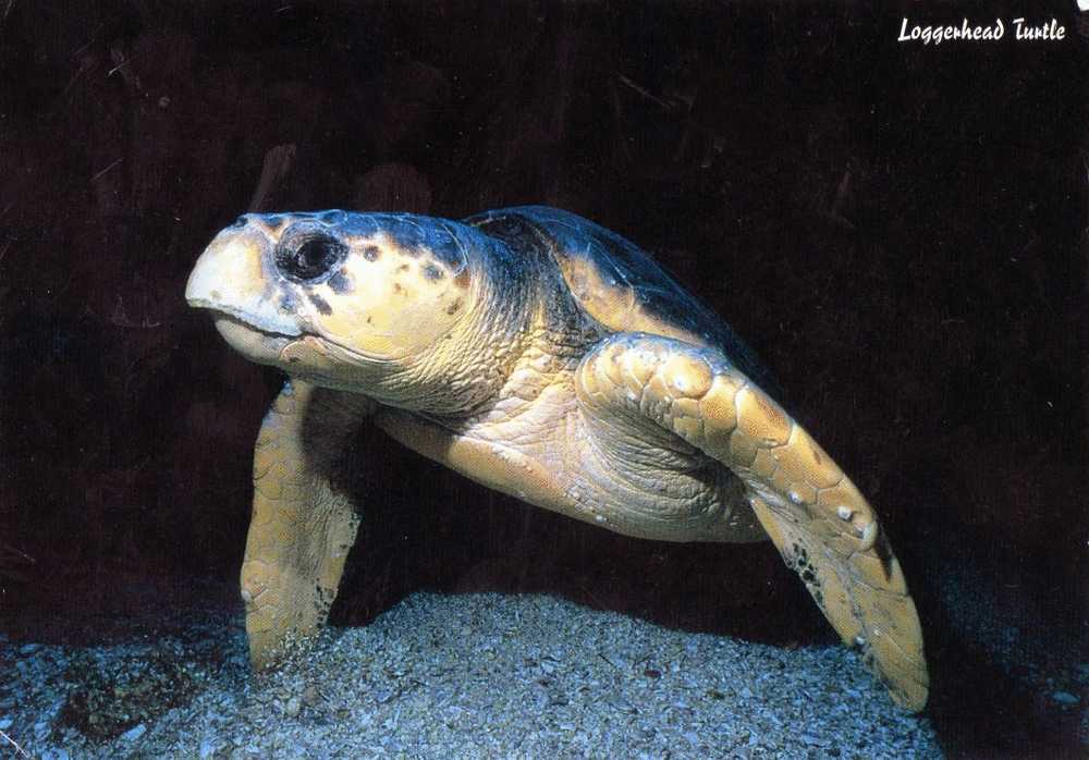 Loggerhead Turtle - Caretta Caretta - Lives More Than 100 Years Unused - Schildkröten