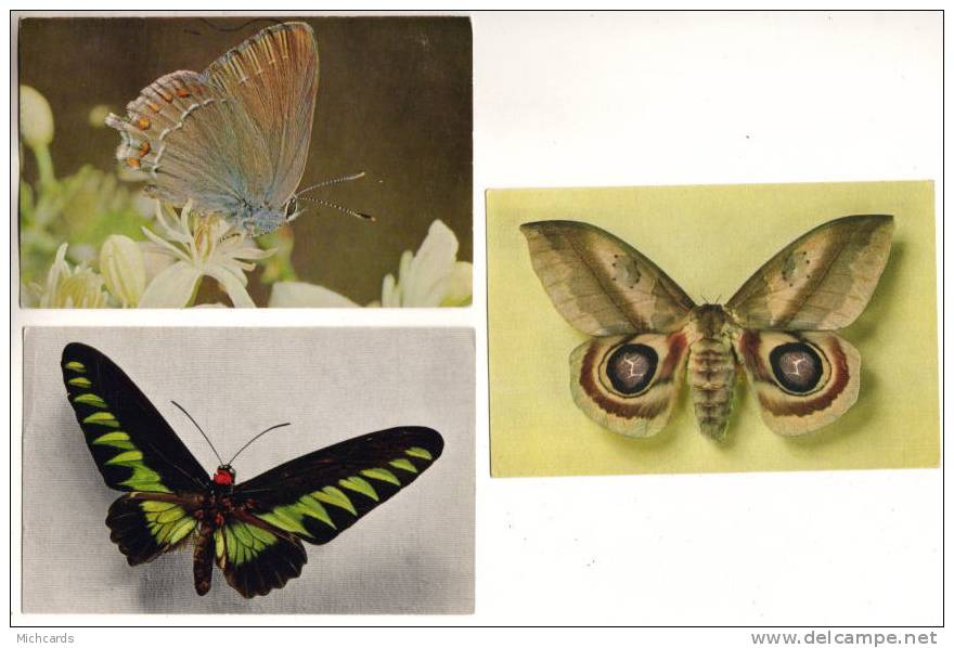 3 CPSM - Lot 1 - PAPILLONS - Insekten