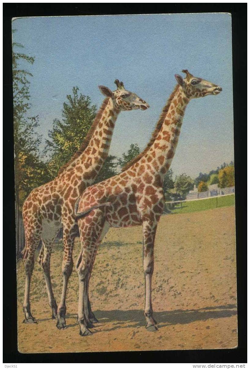GIRAFES - Giraffes