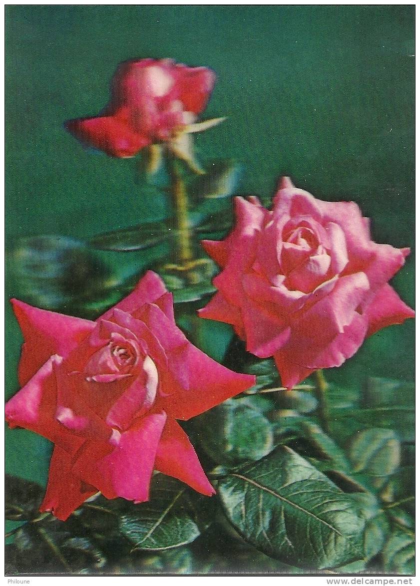 Roses, Carte "stéréo", Ref 1012-574 - Stereoscope Cards