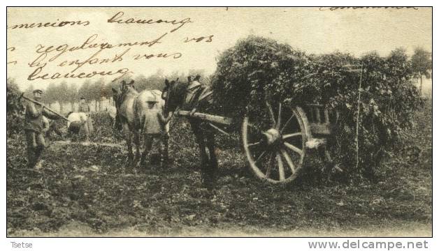 Roclenge Sur Geer - Campagne- Travail Dans Les Champs ( Arrachage Des Pommes De Terre ??? ) - Bassenge