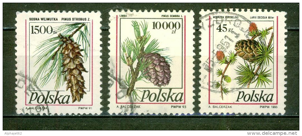 Pommes De Pin - POLOGNE - Pinus Strobus - Pinus Cembra - Larix Decidua Miller - N° 3118-3252-3318 - 1991 - Used Stamps