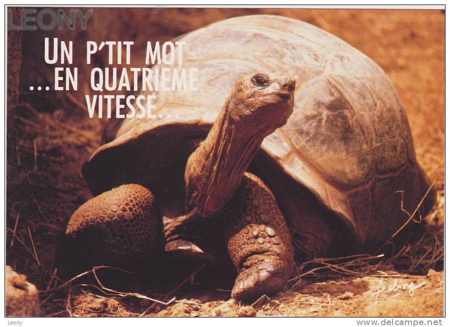 CPM " HUMOUR Des TORTUES  " -  Paroles Pour L'éternité - Tortues