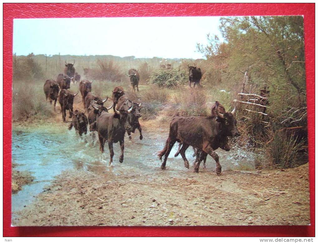 ANIMAUX - TAUREAUX - MANADE DE TAUREAUX - EN CAMARGUE - CPSM - - Tauri